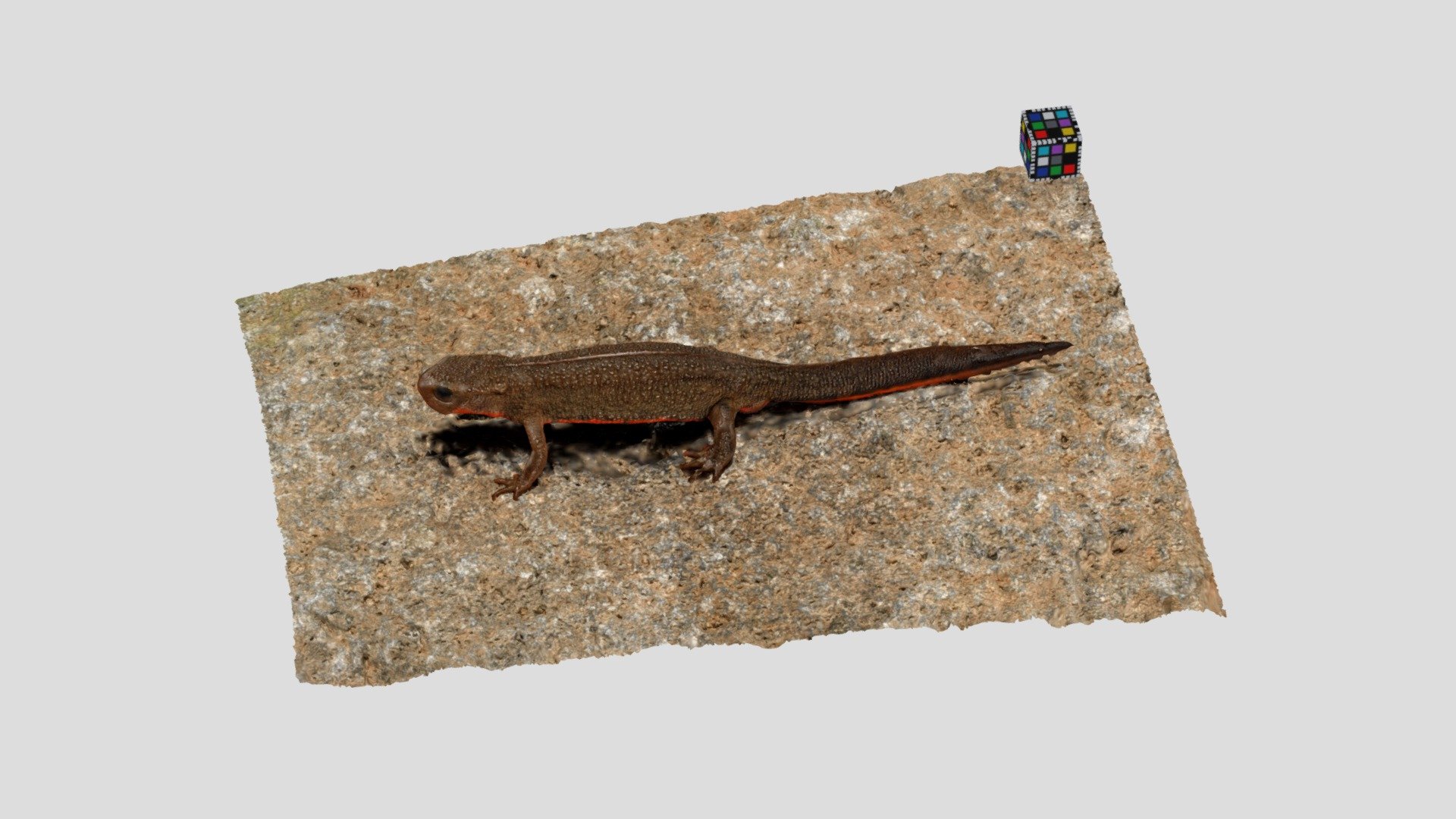 アカハライモリ メス Cynops pyrrhogaster