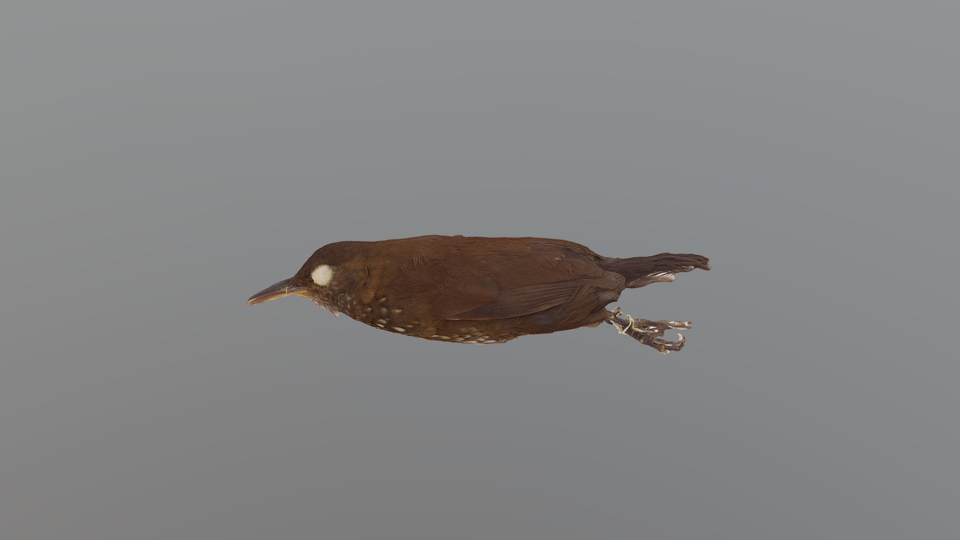 Sharp-tailed Streamcreeper - Lochmias nematura