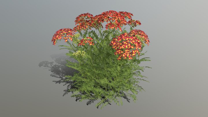 Achillea millefolium 'Milly Rock Red' 3D Model