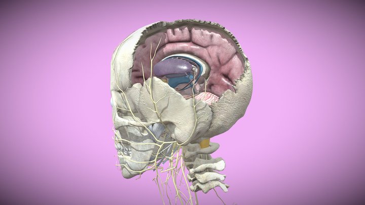 3D Modeling and Extended Reality Simulations of the Cross-sectional Anatomy  of the Cerebrum, Cerebellum, and Brainstem