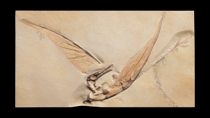 Pterosaur – Modello 3D gratuito STL