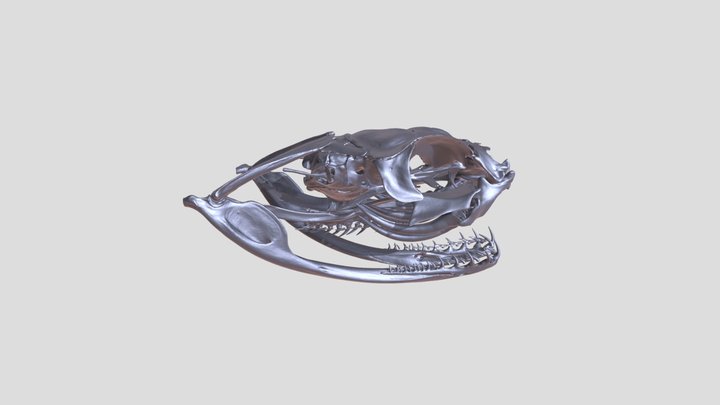 Skull of Bitis gabonica (Gaboon viper) 3D Model