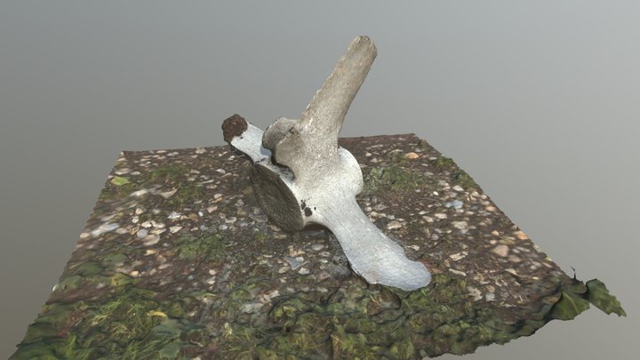 Whale bone - vertebrae 3D Model