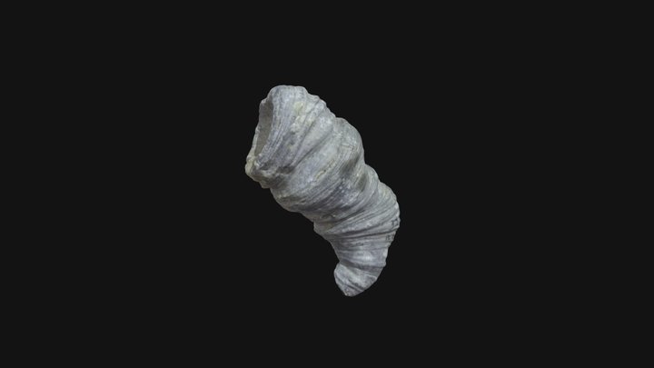 Specimen C 3D Model