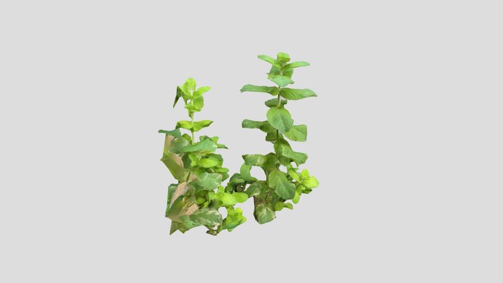 Mint 3D Model