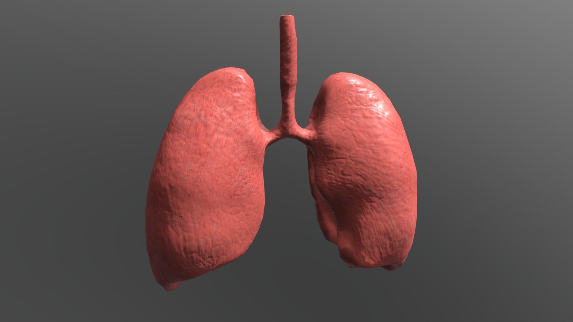 Lung - 3d Model By Markusschwalb [dbc5f83] - Sketchfab