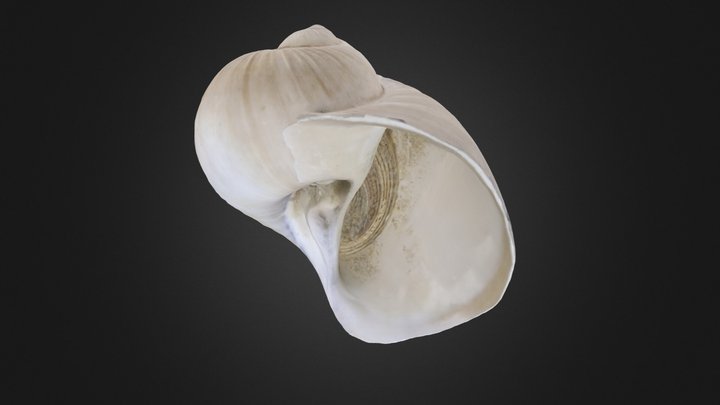 Gastropod: Naticarius plicatella (PRI 70745) – Modelo 3D gratuito STL