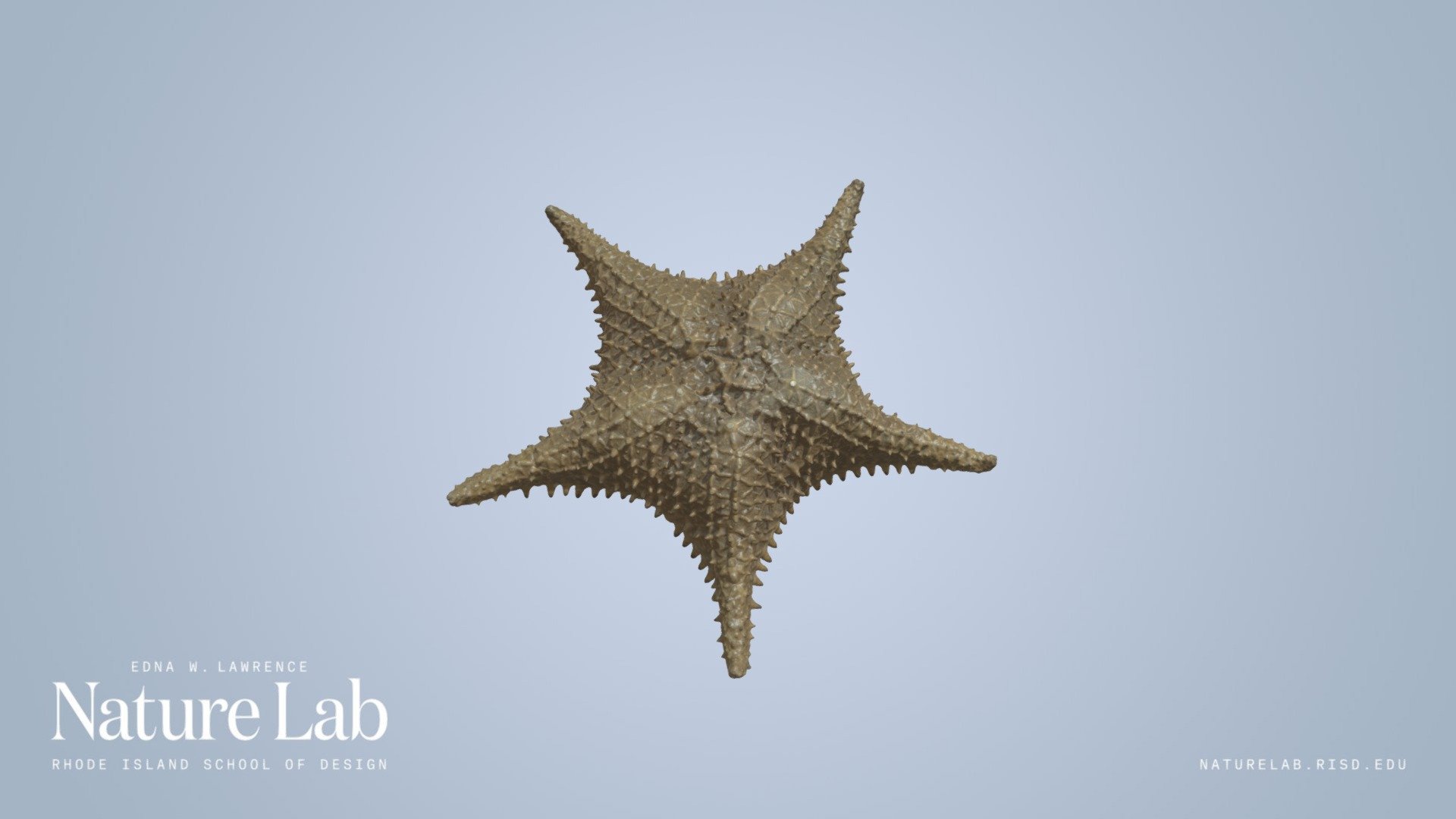 Cushion Sea Star