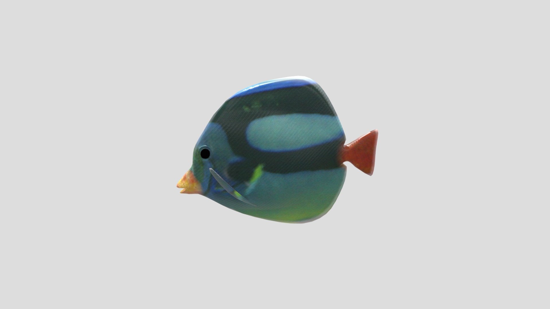 Fish