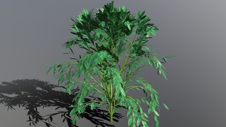 Bamboo Shrub - Detailed 3D Model