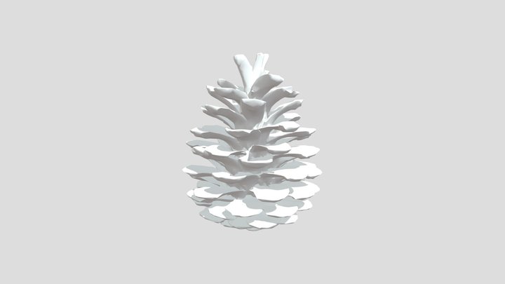 шишка 3D Model