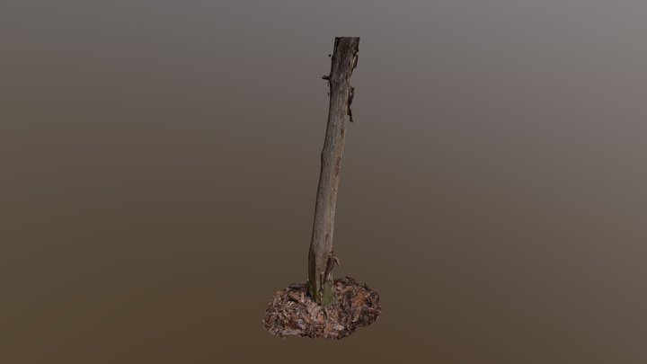 Small cut tree 3D Model