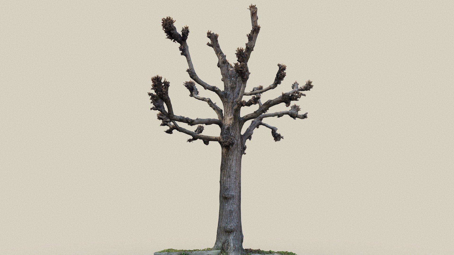 Ahornblättrige Platane — Sketchfab embed 3D viewer