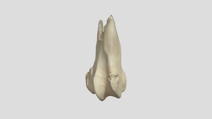 MN12AA0101_artec_20250624_1Mtri_tex2verBlender 3D Model