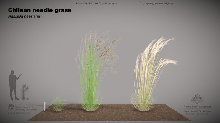 Chilean needle grass (Nassella neesiana) 3D Model