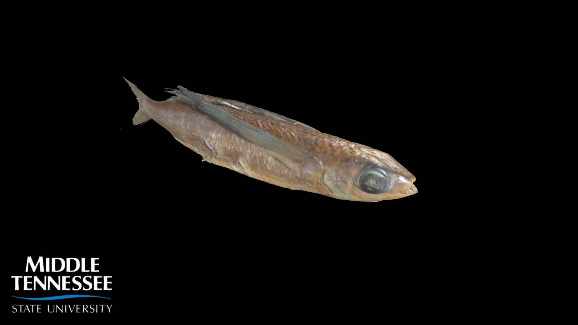 Flying Fish - Parexocoetus brachypterus