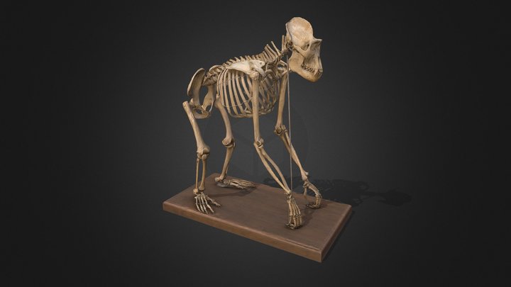 Gorilla gorilla, mounted skeleton 3D Model