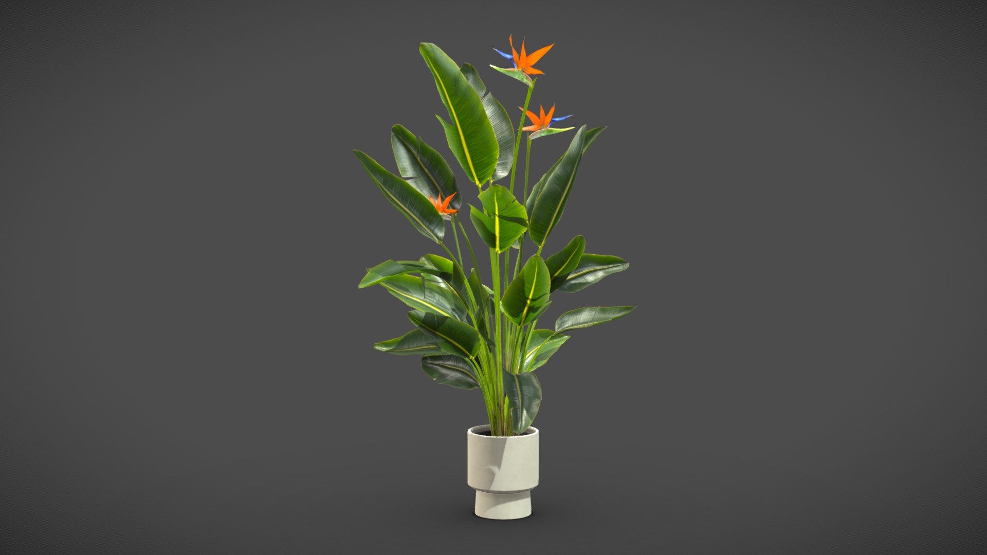 Strelitzia Nicolai - Bird of Paradise Plant - 3D model by AllQuad  (@AllQuad) [dbdf56a]