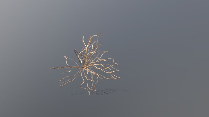ROSA_PARACAS-vr 3D Model