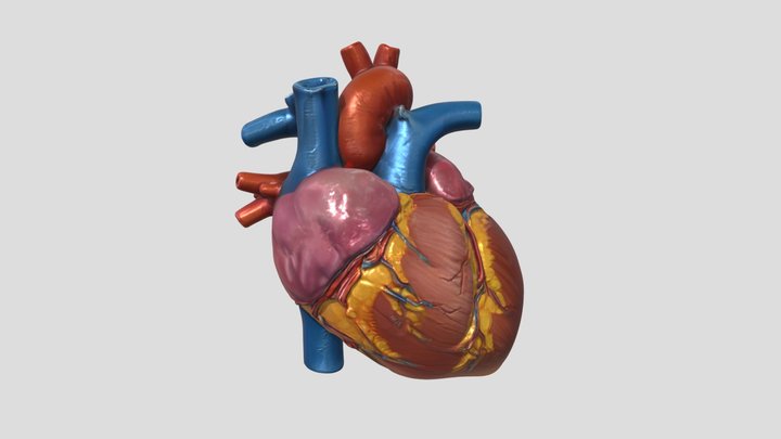 Human Heart 3D Model 3D Model
