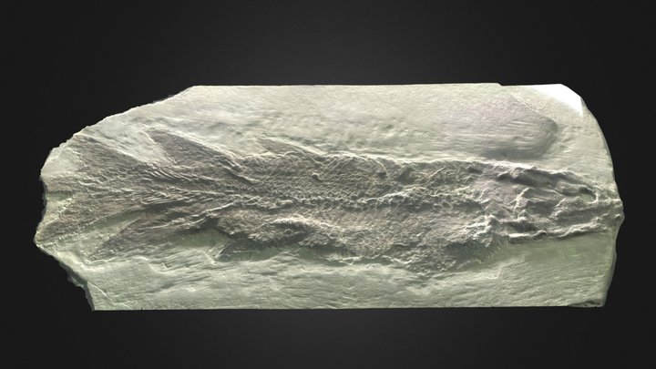 Eusthenopteron – Modèle 3D gratuit STL