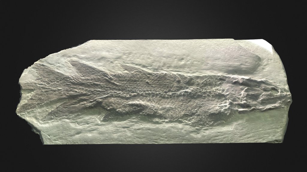 Eusthenopteron