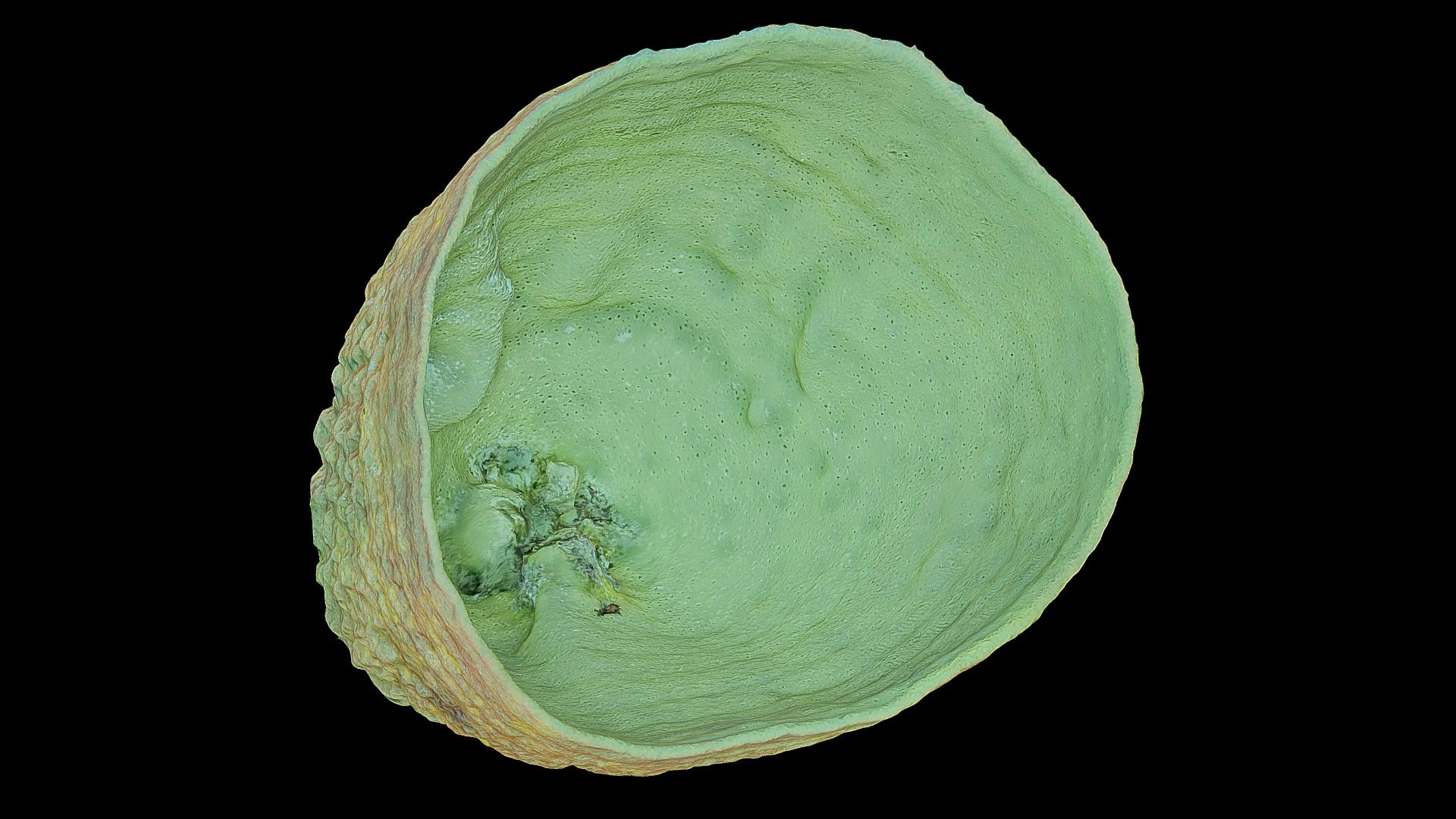 #48: Verongula gigantea