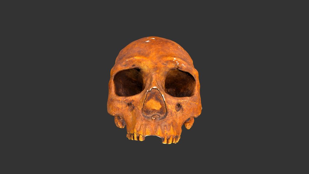 Homo sapiens (Upper Cave, Zhoukoudian)(1979rp44)