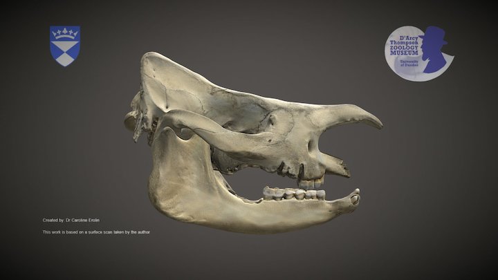 Rhinoceros skull – Kostenloses 3D-Modell STL