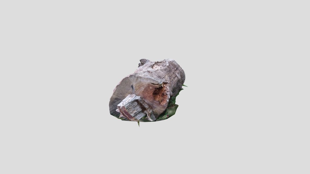 Squat tree trunk