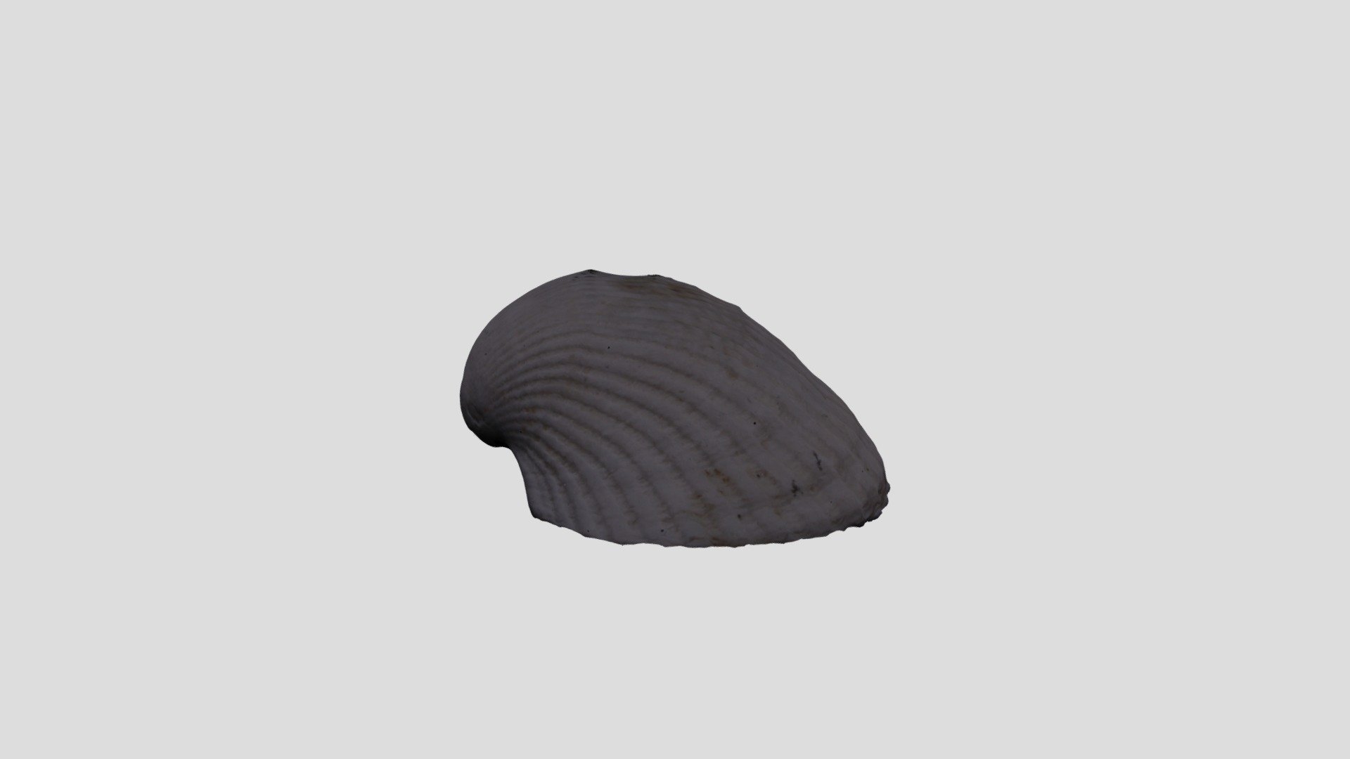 METASHAPE SEASHELL SMALL PROCESSED