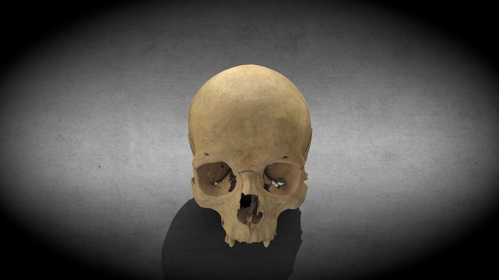 Roman skull 3D Model