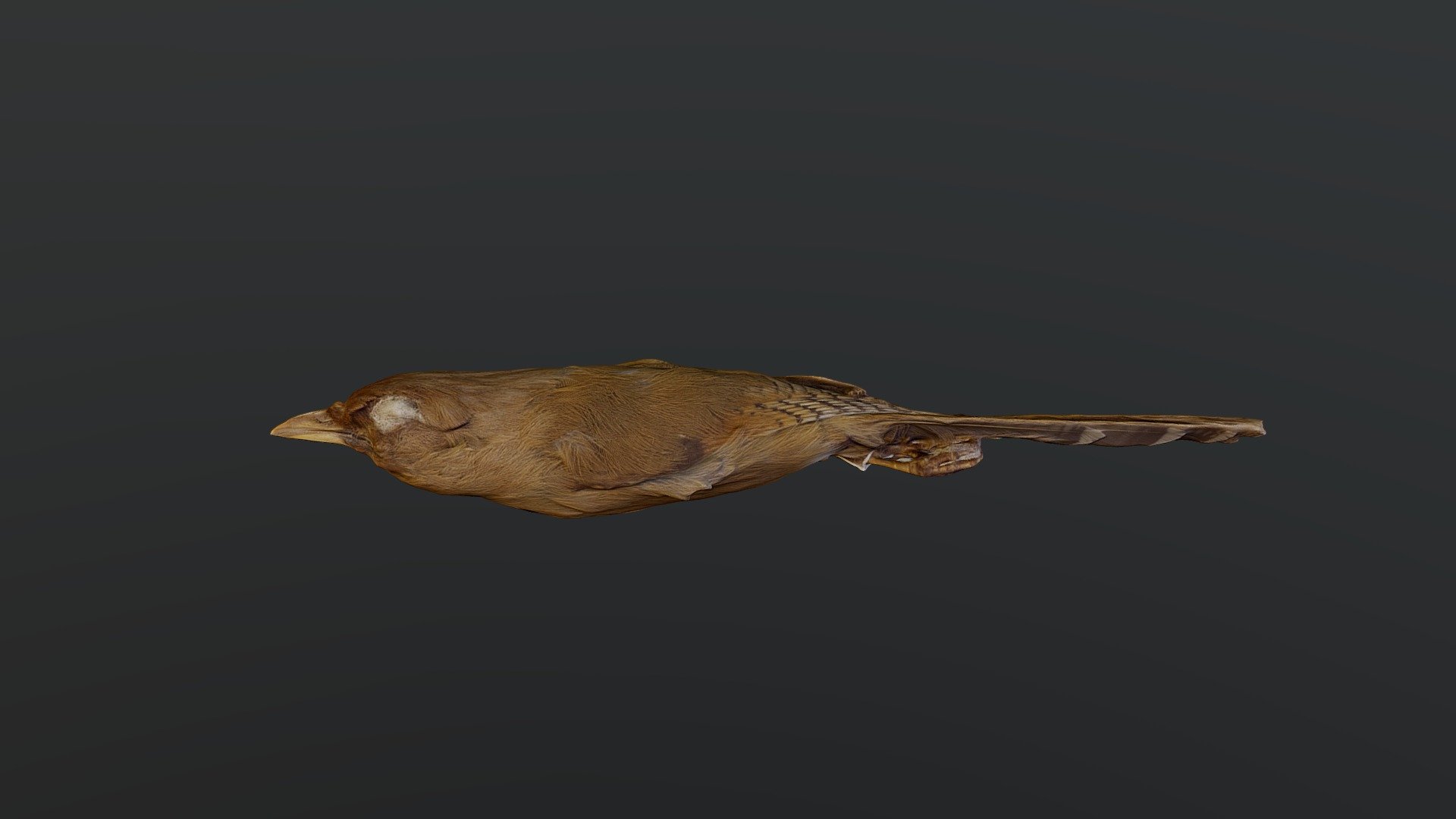 Rusty-fronted Barwing - Actinodura egertoni