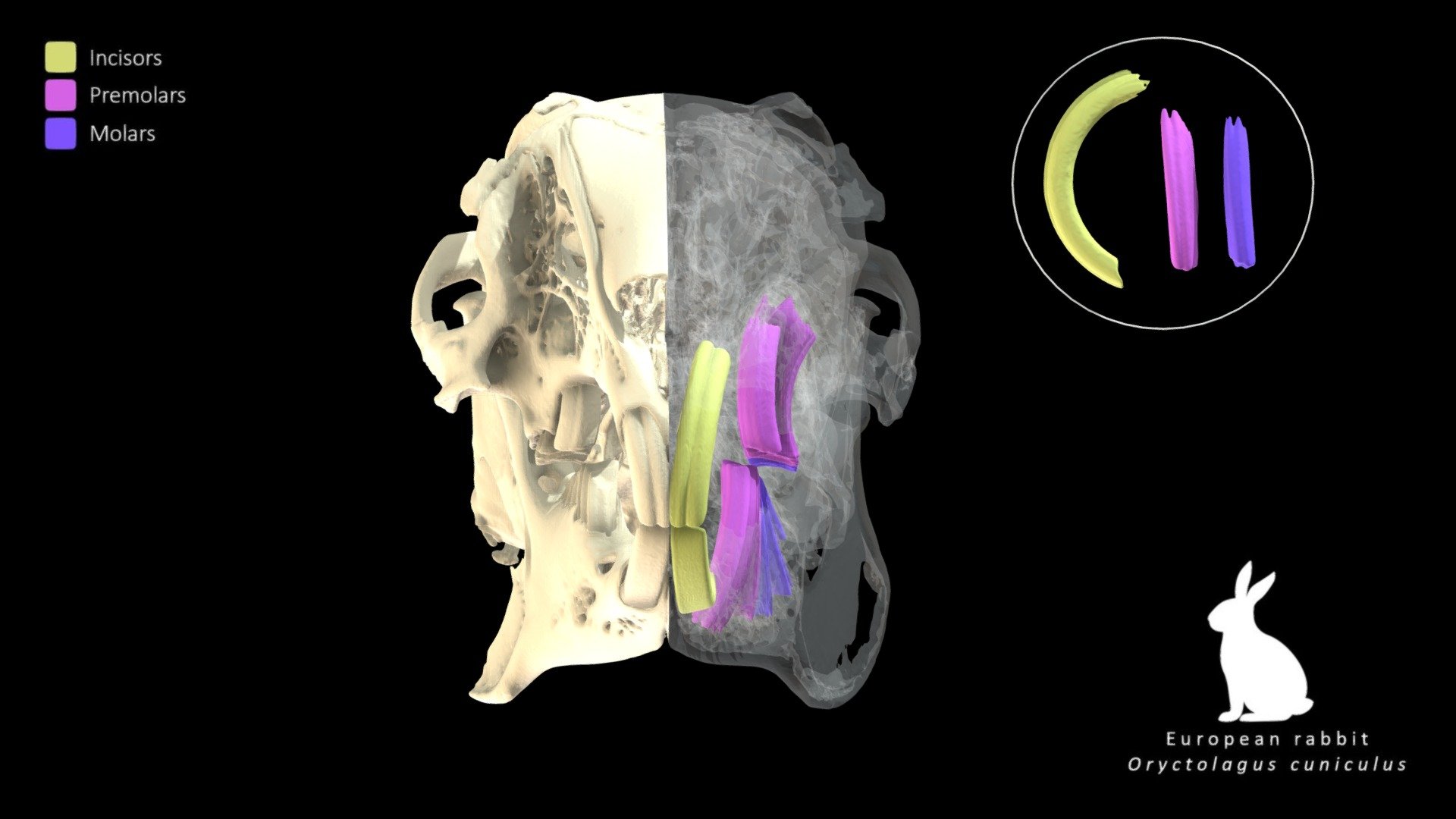 Rabbit Dentition - 3D model by Blackburn Lab (@ufherps) [dbfed29 ...