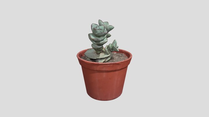 Succulent_1 3D Model