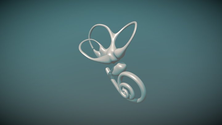 Inner_ear 3D Model