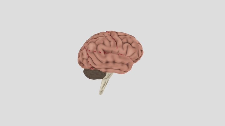 Half Brain with Markings 3D Model