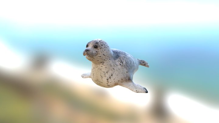 Seal 3D Model