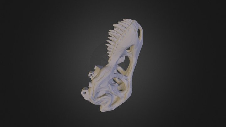 Skull Final 3D Model