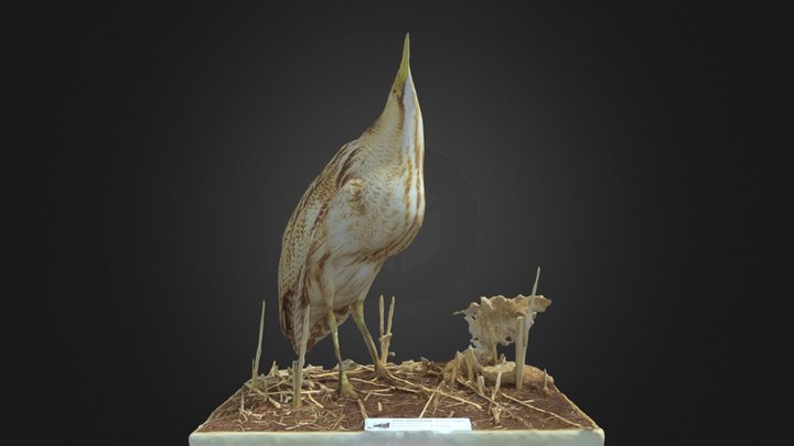 Kaulushaikara (Botaurus stellaris) 3D Model