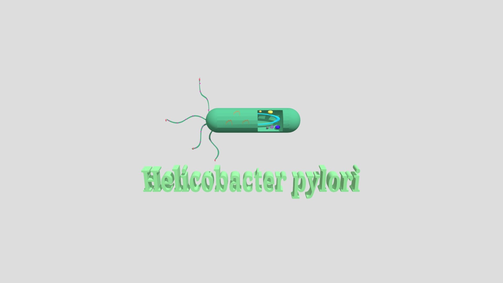 MICROUGHS_Helicobacterpylori_NNBP_NMMZ_AKMS_MCRS