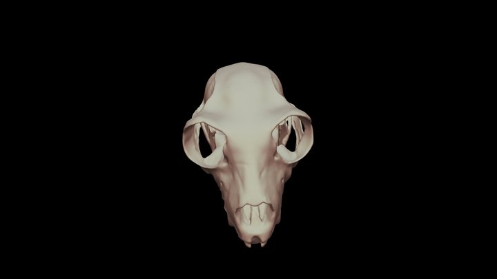 Indri Skull 3D Model