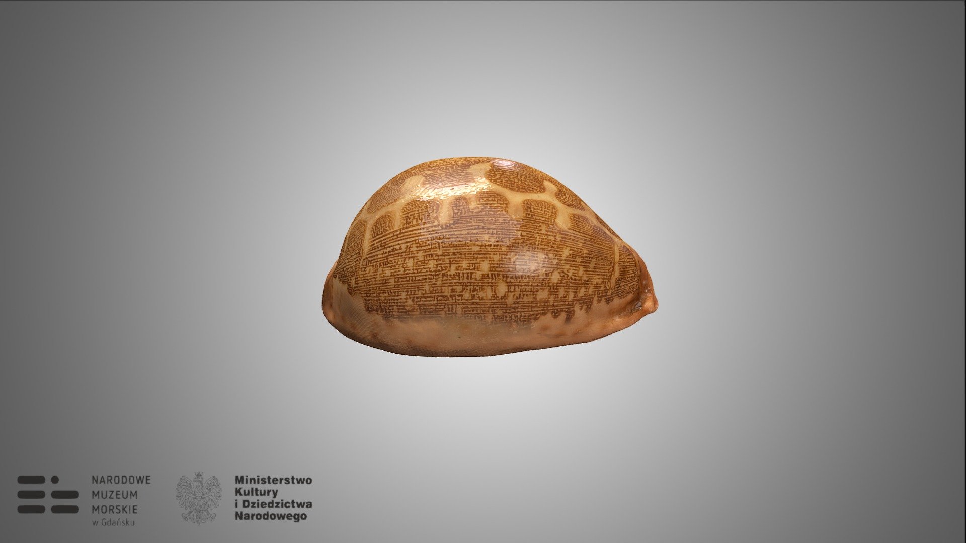 Muszla ślimaka z gatunku Cypraea mappa