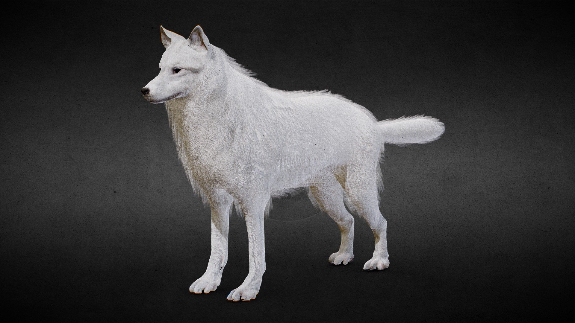 Wolf PBR Lowpoly - Buy Royalty Free 3D model by Kasit Studio (@kasit ...