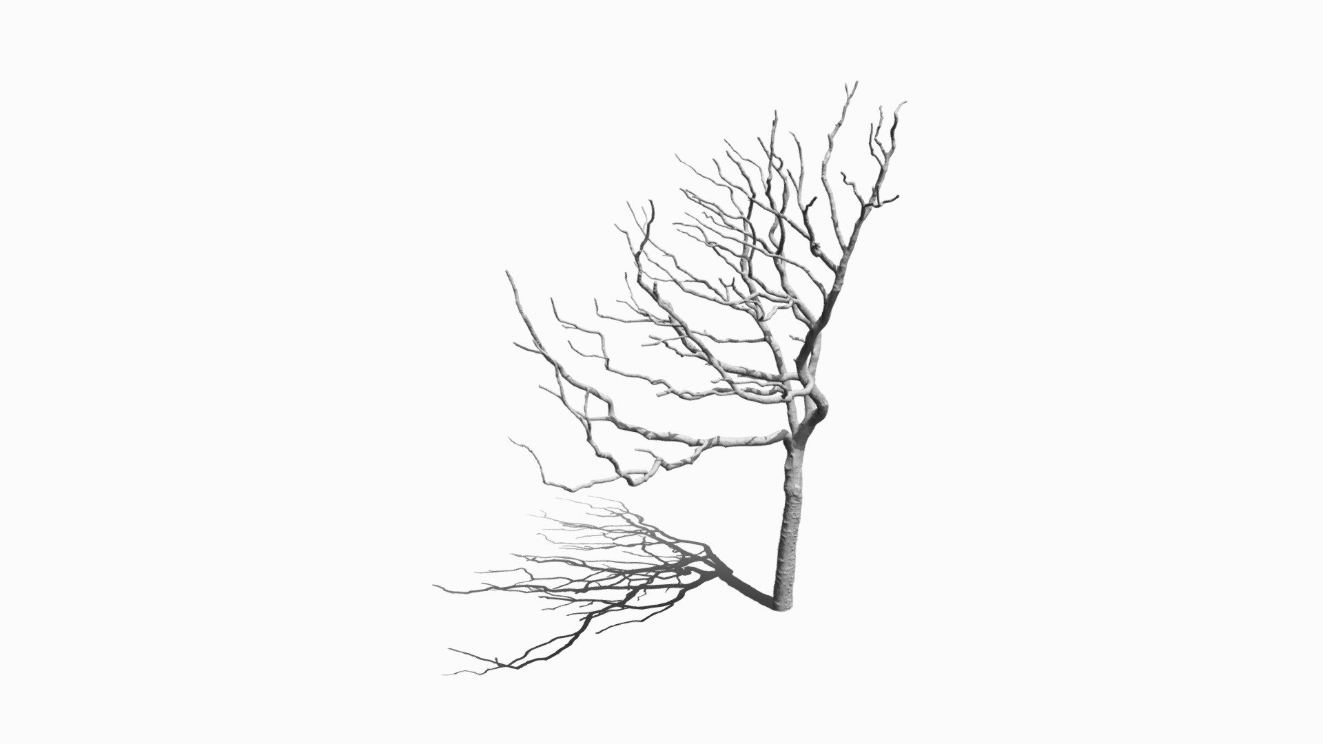 Tree on white ground