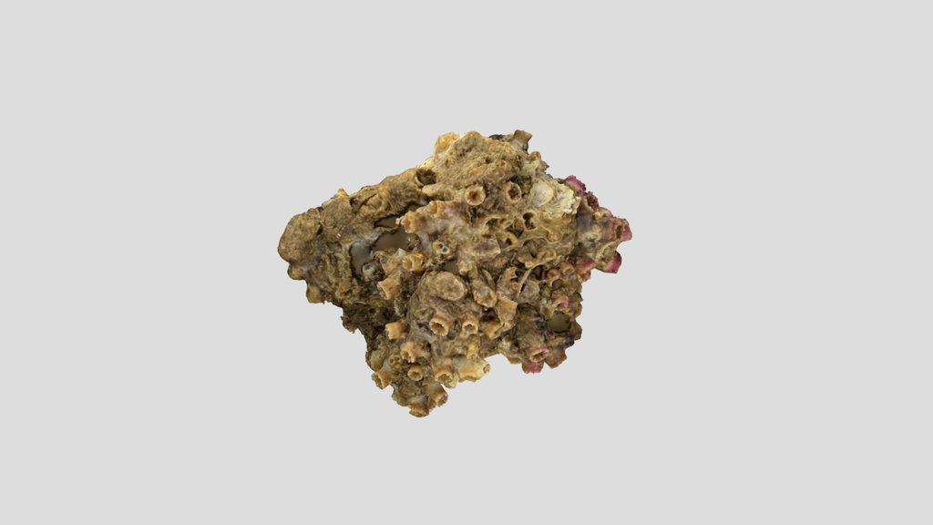 colonia polycyathus cala incina
