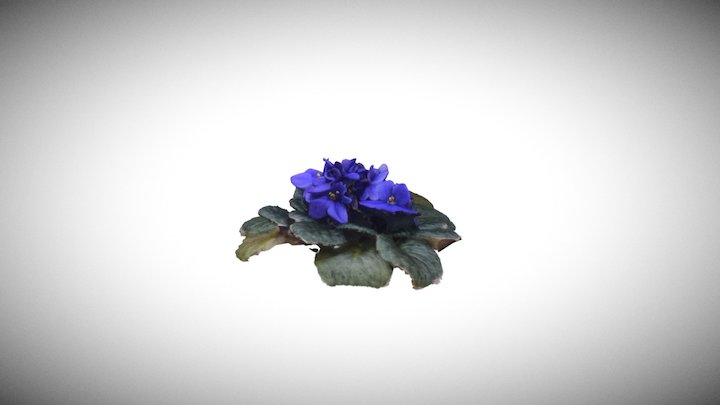 Violets (RealityCapture) 3D Model