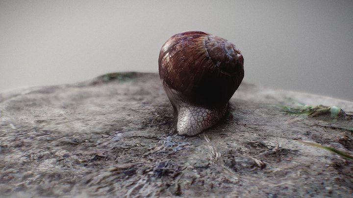 Snail photogrammetry scann 3D Model
