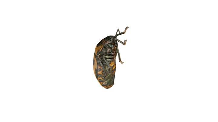 Punisher Beetle 3D Model