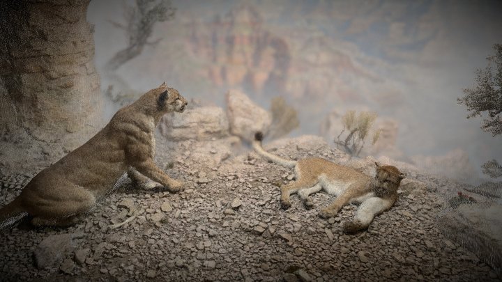 Cougar (Mountain Lion) Diorama (Point Cloud) 3D Model